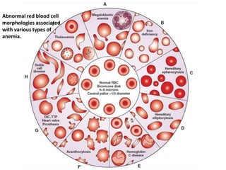 Blood pathophysiology | PPTX