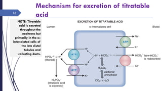 16
Mechanism for excretion of titratable
acid
NOTE: Titratable
acid is excreted
throughout the
nephrons but
primarily in the a-
intercalated cells of
the late distal
tubules and
collecting ducts.
 