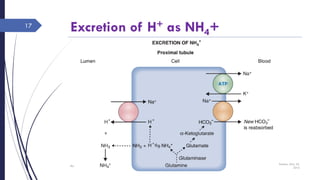Excretion of H+ as NH4+
Sunday, May 22,
2016
Rajesh Chaudhary
17
 