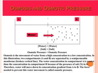 OSMOSIS AND OSMOTIC PRESSURE
             A                                                     B




                      Water



                                  [Water] > [Water]
                                    [Salt] < [Salt]
                         Osmotic Pressure < Osmotic Pressure
Osmosis is the movement of water from a high concentration to a low concentration. In
this illustration, two compartments (A and B) are separated by a semipermeable
membrane (broken vertical line). The water concentration in compartment A is greater
than the concentration in compartment B because of the presence of salt (X) in B.
Therefore, water will move down its concentration gradient from A to B. The force
needed to prevent this water movement is called osmotic pressure.
 