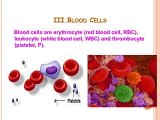 III.BLOOD CELLS
Blood cells are erythrocyte (red blood cell, RBC),
leukocyte (white blood cell, WBC) and thrombocyte
(platelet, P).
 