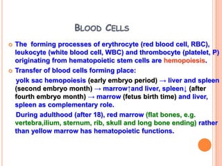 BLOOD CELLS
   The forming processes of erythrocyte (red blood cell, RBC),
    leukocyte (white blood cell, WBC) and thrombocyte (platelet, P)
    originating from hematopoietic stem cells are hemopoiesis.
   Transfer of blood cells forming place:
    yolk sac hemopoiesis (early embryo period) → liver and spleen
    (second embryo month) → marrow↑and liver, spleen↓ (after
    fourth embryo month) → marrow (fetus birth time) and liver,
    spleen as complementary role.
    During adulthood (after 18), red marrow (flat bones, e.g.
    vertebra,ilium, sternum, rib, skull and long bone ending) rather
    than yellow marrow has hematopoietic functions.
 