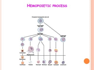 HEMOPOIETIC PROCESS
 