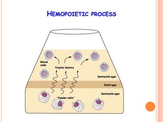 HEMOPOIETIC PROCESS
 