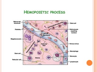 HEMOPOIETIC PROCESS
 