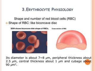 3.ERYTHROCYTE PHYSIOLOGY

     Shape and number of red blood cells (RBC)
 Shape of RBC: like biconcave disc




Its diameter is about 7~8 µm, peripheral thickness about
2.5 µm, central thickness about 1 µm and cubage about
90 µm3.
 