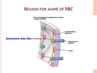 REASON FOR SHAPE OF RBC




biconcave disc like
 