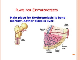 PLACE FOR ERYTHROPOIESIS

Main place for Erythropoiesis is bone
marrow. Aother place is liver.
 