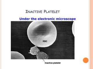 INACTIVE PLATELET
Under the electronic microscope
 