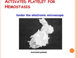 ACTIVATED PLATELET FOR
HEMOSTASIS
     Under the electronic microscope
 