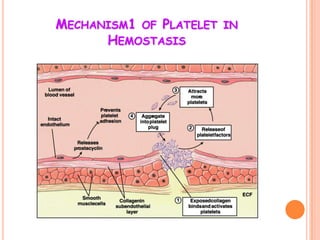 MECHANISM1 OF PLATELET IN
      HEMOSTASIS
 