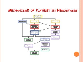 MECHANISM2 OF PLATELET IN HEMOSTASIS
 