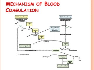 MECHANISM OF BLOOD
COAGULATION
 