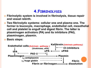 4.FIBRINOLYSIS
   Fibrinolytic system is involved in fibrinolysis, tissue repair
    and vessel rebirth.
   Two fibrinolytic systems: cellular one and plasma one. The
    former is leucocyte, macrophage, endothelial cell, mesothelial
    cell and platelet to engulf and digest fibrin. The latter is
    plasminogen activators (PA) and its inhibitors (PAI),
    plasminogen, plasmin.
   Basic steps:
                                            Kallikrein (Intrinsic pathway)
    Endothelial cells (Extrinsicpathway )
                         (Urokinase, uPA)             Cl-inhibitors
        tPA                         uPA              uPAG
                        PAI-1
    Plasminogen                                    Plasmin
                 α2-antiplasmin
                α2-huge globin                                  Fibrin
                          Fibrin or fibrinogen               dissolution
 