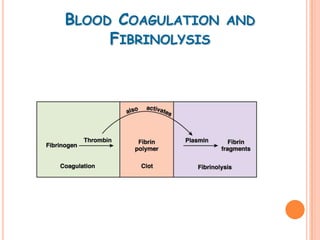 BLOOD COAGULATION   AND
     FIBRINOLYSIS
 