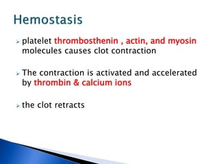  platelet thrombosthenin , actin, and myosin
molecules causes clot contraction
 The contraction is activated and accelerated
by thrombin & calcium ions
 the clot retracts
 