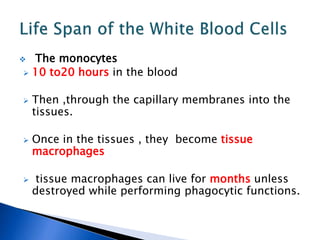  The monocytes
 10 to20 hours in the blood
 Then ,through the capillary membranes into the
tissues.
 Once in the tissues , they become tissue
macrophages
 tissue macrophages can live for months unless
destroyed while performing phagocytic functions.
 