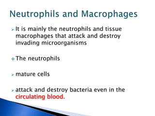  It is mainly the neutrophils and tissue
macrophages that attack and destroy
invading microorganisms
 The neutrophils
 mature cells
 attack and destroy bacteria even in the
circulating blood.
 