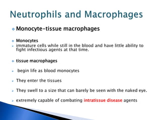  Monocyte-tissue macrophages
 Monocytes
 immature cells while still in the blood and have little ability to
fight infectious agents at that time.
 tissue macrophages
 begin life as blood monocytes
 They enter the tissues
 They swell to a size that can barely be seen with the naked eye.
 extremely capable of combating intratissue disease agents
 