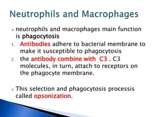  neutrophils and macrophages main function
is phagocytosis
1. Antibodies adhere to bacterial membrane to
make it susceptible to phagocytosis
2. the antibody combine with C3 . C3
molecules, in turn, attach to receptors on
the phagocyte membrane.
 This selection and phagocytosis processis
called opsonization.
 