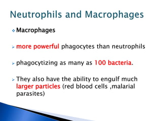  Macrophages
 more powerful phagocytes than neutrophils
 phagocytizing as many as 100 bacteria.
 They also have the ability to engulf much
larger particles (red blood cells ,malarial
parasites)
 