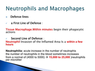  Defense lines
 a First Line of Defense :
Tissue Macrophage.Within minutes begin their phagocytic
actions
 Second Line of Defense :
Neutrophil Invasion of the Inflamed Area Is a within a few
hours
Neutrophilia: acute increase in the number of neutrophis
the number of neutrophils in the blood sometimes increases
from a normal of (4000 to 5000)  15,000 to 25,000 )neutrophils
per microliter
 