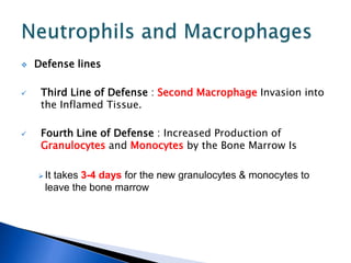  Defense lines
 Third Line of Defense : Second Macrophage Invasion into
the Inflamed Tissue.
 Fourth Line of Defense : Increased Production of
Granulocytes and Monocytes by the Bone Marrow Is
 It takes 3-4 days for the new granulocytes & monocytes to
leave the bone marrow
 