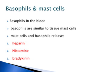  Basophils In the blood
 basophils are similar to tissue mast cells
 mast cells and basophils release:
1. heparin
2. Histamine
3. bradykinin
 