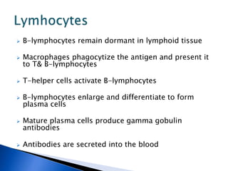  B-lymphocytes remain dormant in lymphoid tissue
 Macrophages phagocytize the antigen and present it
to T& B-lymphocytes
 T-helper cells activate B-lymphocytes
 B-lymphocytes enlarge and differentiate to form
plasma cells
 Mature plasma cells produce gamma gobulin
antibodies
 Antibodies are secreted into the blood
 