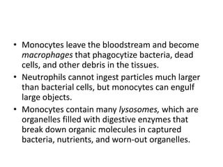 • Monocytes leave the bloodstream and become
macrophages that phagocytize bacteria, dead
cells, and other debris in the tissues.
• Neutrophils cannot ingest particles much larger
than bacterial cells, but monocytes can engulf
large objects.
• Monocytes contain many lysosomes, which are
organelles filled with digestive enzymes that
break down organic molecules in captured
bacteria, nutrients, and worn-out organelles.
 