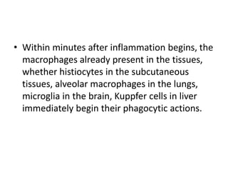 • Within minutes after inflammation begins, the
macrophages already present in the tissues,
whether histiocytes in the subcutaneous
tissues, alveolar macrophages in the lungs,
microglia in the brain, Kuppfer cells in liver
immediately begin their phagocytic actions.
 