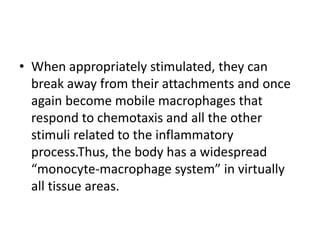 • When appropriately stimulated, they can
break away from their attachments and once
again become mobile macrophages that
respond to chemotaxis and all the other
stimuli related to the inflammatory
process.Thus, the body has a widespread
“monocyte-macrophage system” in virtually
all tissue areas.
 