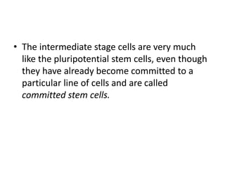 • The intermediate stage cells are very much
like the pluripotential stem cells, even though
they have already become committed to a
particular line of cells and are called
committed stem cells.
 
