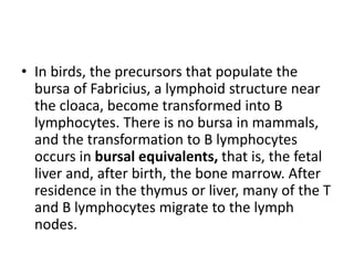 • In birds, the precursors that populate the
bursa of Fabricius, a lymphoid structure near
the cloaca, become transformed into B
lymphocytes. There is no bursa in mammals,
and the transformation to B lymphocytes
occurs in bursal equivalents, that is, the fetal
liver and, after birth, the bone marrow. After
residence in the thymus or liver, many of the T
and B lymphocytes migrate to the lymph
nodes.
 
