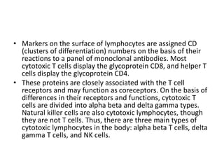 • Markers on the surface of lymphocytes are assigned CD
(clusters of differentiation) numbers on the basis of their
reactions to a panel of monoclonal antibodies. Most
cytotoxic T cells display the glycoprotein CD8, and helper T
cells display the glycoprotein CD4.
• These proteins are closely associated with the T cell
receptors and may function as coreceptors. On the basis of
differences in their receptors and functions, cytotoxic T
cells are divided into alpha beta and delta gamma types.
Natural killer cells are also cytotoxic lymphocytes, though
they are not T cells. Thus, there are three main types of
cytotoxic lymphocytes in the body: alpha beta T cells, delta
gamma T cells, and NK cells.
 