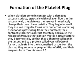 Formation of the Platelet Plug
• When platelets come in contact with a damaged
vascular surface, especially with collagen fibers in the
vascular wall, the platelets themselves immediately
change their own characteristics. They begin to swell;
they assume irregular forms with numerous irradiating
pseudopods protruding from their surfaces; their
contractile proteins contract forcefully and cause the
release of granules that contain multiple active factors;
they become sticky so that they adhere to collagen in
the tissues and to a protein called von Willebrand
factor that leaks into the traumatized tissue from the
plasma; they secrete large quantities of ADP; and their
enzymes form thromboxane A2.
 