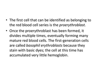• The first cell that can be identified as belonging to
the red blood cell series is the proerythroblast.
• Once the proerythroblast has been formed, it
divides multiple times, eventually forming many
mature red blood cells. The first-generation cells
are called basophil erythroblasts because they
stain with basic dyes; the cell at this time has
accumulated very little hemoglobin.
 
