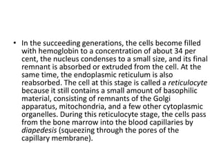 • In the succeeding generations, the cells become filled
with hemoglobin to a concentration of about 34 per
cent, the nucleus condenses to a small size, and its final
remnant is absorbed or extruded from the cell. At the
same time, the endoplasmic reticulum is also
reabsorbed. The cell at this stage is called a reticulocyte
because it still contains a small amount of basophilic
material, consisting of remnants of the Golgi
apparatus, mitochondria, and a few other cytoplasmic
organelles. During this reticulocyte stage, the cells pass
from the bone marrow into the blood capillaries by
diapedesis (squeezing through the pores of the
capillary membrane).
 