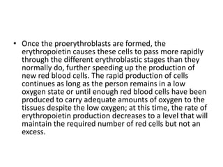 • Once the proerythroblasts are formed, the
erythropoietin causes these cells to pass more rapidly
through the different erythroblastic stages than they
normally do, further speeding up the production of
new red blood cells. The rapid production of cells
continues as long as the person remains in a low
oxygen state or until enough red blood cells have been
produced to carry adequate amounts of oxygen to the
tissues despite the low oxygen; at this time, the rate of
erythropoietin production decreases to a level that will
maintain the required number of red cells but not an
excess.
 