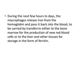 • During the next few hours to days, the
macrophages release iron from the
hemoglobin and pass it back into the blood, to
be carried by transferrin either to the bone
marrow for the production of new red blood
cells or to the liver and other tissues for
storage in the form of ferritin.
 