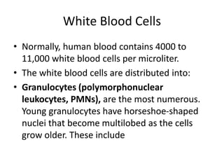 White Blood Cells
• Normally, human blood contains 4000 to
11,000 white blood cells per microliter.
• The white blood cells are distributed into:
• Granulocytes (polymorphonuclear
leukocytes, PMNs), are the most numerous.
Young granulocytes have horseshoe-shaped
nuclei that become multilobed as the cells
grow older. These include
 