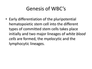 Genesis of WBC’s
• Early differentiation of the pluripotential
hematopoietic stem cell into the different
types of committed stem cells takes place
initially and two major lineages of white blood
cells are formed, the myelocytic and the
lymphocytic lineages.
 