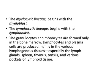 • The myelocytic lineage, begins with the
myeloblast.
• The lymphocytic lineage, begins with the
lymphoblast.
• The granulocytes and monocytes are formed only
in the bone marrow. Lymphocytes and plasma
cells are produced mainly in the various
lymphogenous tissues—especially the lymph
glands, spleen, thymus, tonsils, and various
pockets of lymphoid tissue.
 