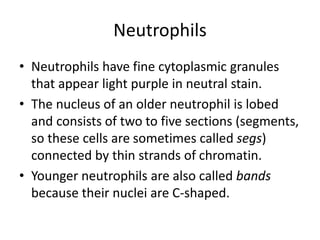 Neutrophils
• Neutrophils have fine cytoplasmic granules
that appear light purple in neutral stain.
• The nucleus of an older neutrophil is lobed
and consists of two to five sections (segments,
so these cells are sometimes called segs)
connected by thin strands of chromatin.
• Younger neutrophils are also called bands
because their nuclei are C-shaped.
 