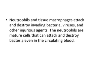• Neutrophils and tissue macrophages attack
and destroy invading bacteria, viruses, and
other injurious agents. The neutrophils are
mature cells that can attack and destroy
bacteria even in the circulating blood.
 