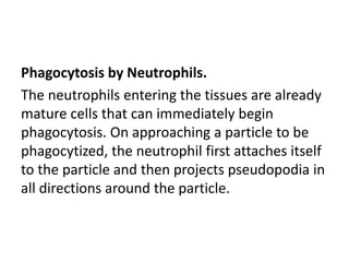 Phagocytosis by Neutrophils.
The neutrophils entering the tissues are already
mature cells that can immediately begin
phagocytosis. On approaching a particle to be
phagocytized, the neutrophil first attaches itself
to the particle and then projects pseudopodia in
all directions around the particle.
 