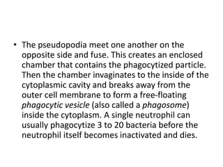 • The pseudopodia meet one another on the
opposite side and fuse. This creates an enclosed
chamber that contains the phagocytized particle.
Then the chamber invaginates to the inside of the
cytoplasmic cavity and breaks away from the
outer cell membrane to form a free-floating
phagocytic vesicle (also called a phagosome)
inside the cytoplasm. A single neutrophil can
usually phagocytize 3 to 20 bacteria before the
neutrophil itself becomes inactivated and dies.
 