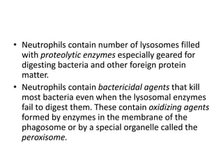 • Neutrophils contain number of lysosomes filled
with proteolytic enzymes especially geared for
digesting bacteria and other foreign protein
matter.
• Neutrophils contain bactericidal agents that kill
most bacteria even when the lysosomal enzymes
fail to digest them. These contain oxidizing agents
formed by enzymes in the membrane of the
phagosome or by a special organelle called the
peroxisome.
 
