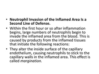 • Neutrophil Invasion of the Inflamed Area Is a
Second Line of Defense.
• Within the first hour or so after inflammation
begins, large numbers of neutrophils begin to
invade the inflamed area from the blood. This is
caused by products from the inflamed tissues
that initiate the following reactions:
• They alter the inside surface of the capillary
endothelium, causing neutrophils to stick to the
capillary walls in the inflamed area. This effect is
called margination.
 