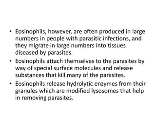 • Eosinophils, however, are often produced in large
numbers in people with parasitic infections, and
they migrate in large numbers into tissues
diseased by parasites.
• Eosinophils attach themselves to the parasites by
way of special surface molecules and release
substances that kill many of the parasites.
• Eosinophils release hydrolytic enzymes from their
granules which are modified lysosomes that help
in removing parasites.
 